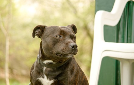 Staffordshire Bull Terrier