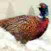 Festive Pheasant Cropped