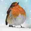 Winter Robin Christmas card cover. 