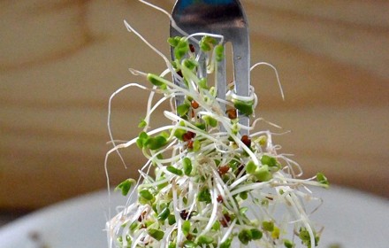 Broccoli Sprouts1